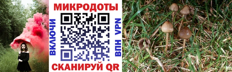 дарк нет телеграм  Карталы  Псилоцибиновые грибы мицелий 